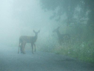 Deer in the Fog