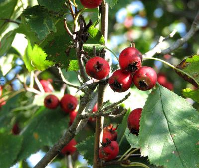 Hawthorn Fruits