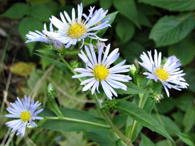 Asters