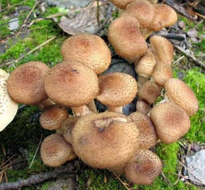 Dark Mushroom Cluster