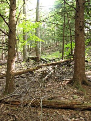 Fallen Trees