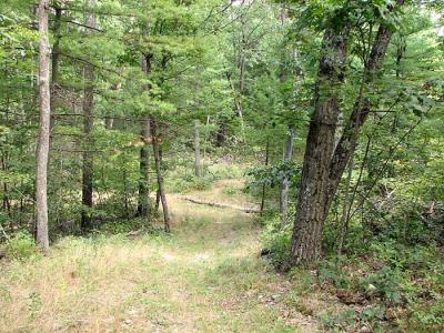 Forest Path