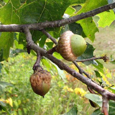 Growing Acorns