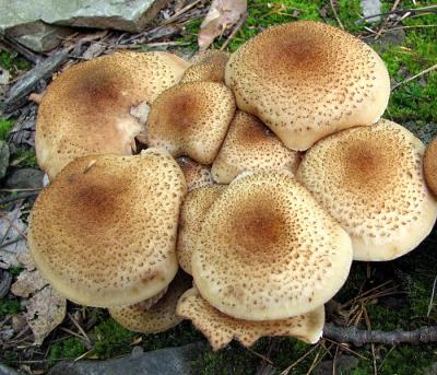 Light Mushroom Cluster