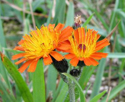 Orange Hawkweed