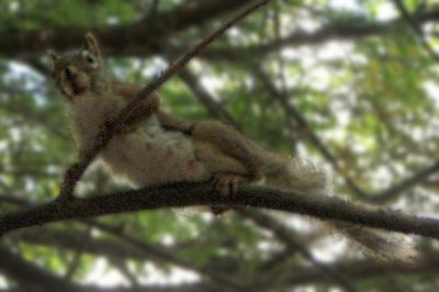 Mother Red Squirrel