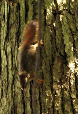 Young Red Squirrel