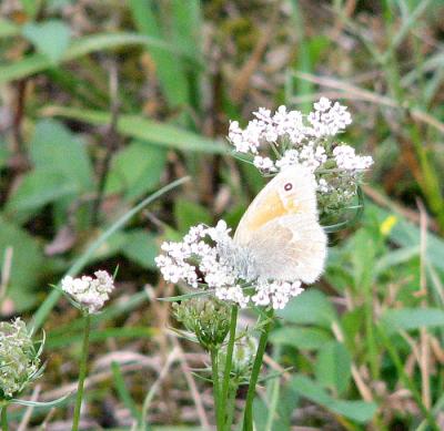Small, Pale Butterfly