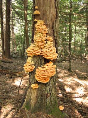 Tree with Sulphur Polypore