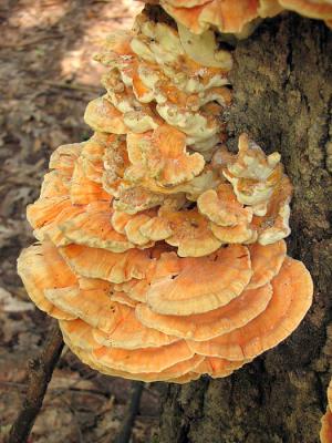 Sulphur Polypore Cluster