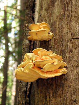 Young Sulphur Polypore