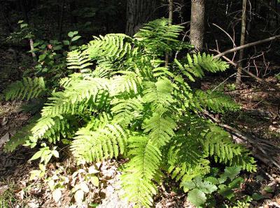 Sunlit Fern