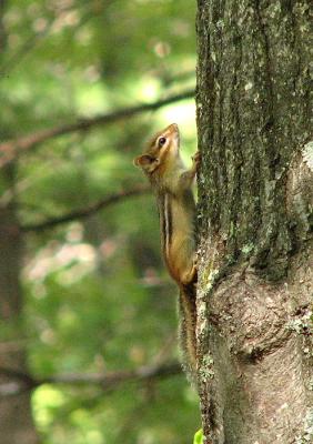 Tree-Climbing Chipmunk