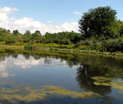 Turtle Pond