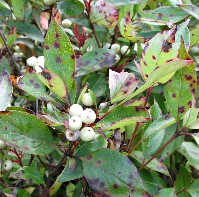 White Berries