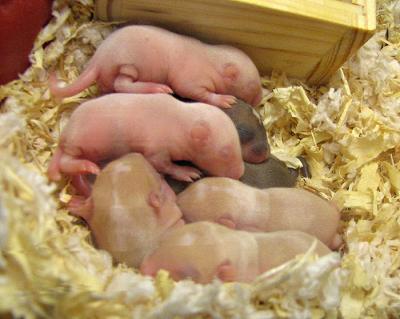 Day 8 Three Colors of Gerbil Babies