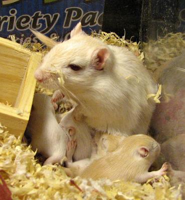 Day 15 Nest Full of Pale Gerbils