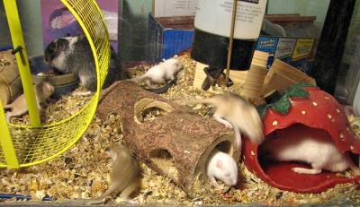 Day 17 Busy Gerbils