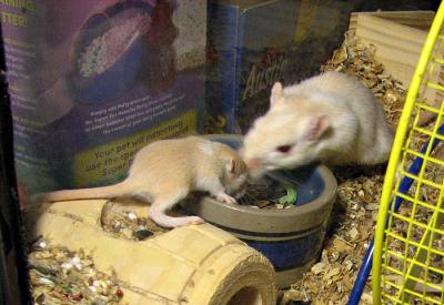 Day 17 Checking Out the Food Dish