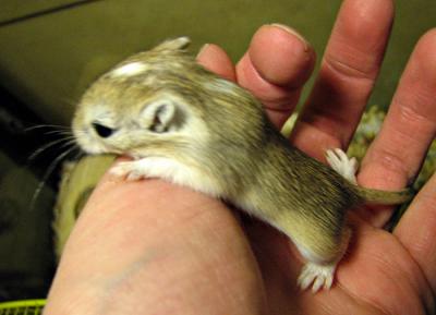 Day 19 Agouti Female