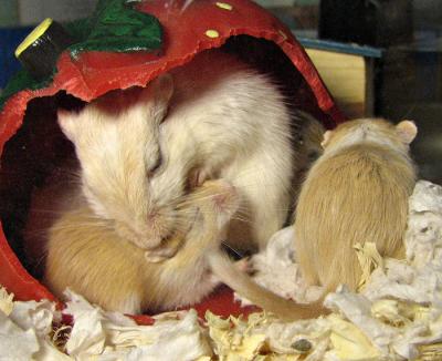 Day 22 Grooming a Butterscotch Pup