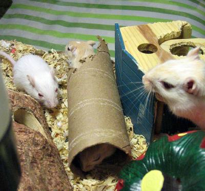 Day 27 Checking Out the Cardboard Tube