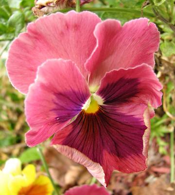 Pansy - Hot Pink and Purple