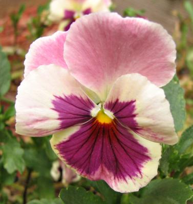 Pansy - Pink and Purple