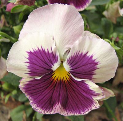 Pansy - White and Purple