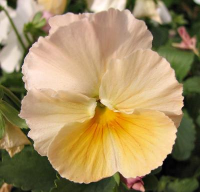 Pansy - White and Yellow