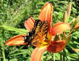 Swallowtail in Daylily