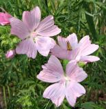 Skipper on Mallow