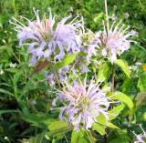 Wild Bergamot