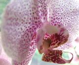 Orchid Closeup