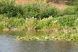 Flowered Pond