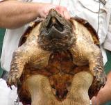 Aligator Snapping Turtle