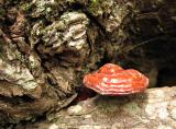 Hemlock Polypore Fungus