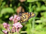 Monarch on Joe Pye Weed