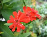 Red Flowers