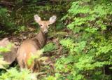 Pausing at the Forests Edge