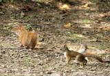 Red Squirrel Family