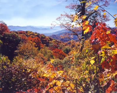 Near Clingman's Dome