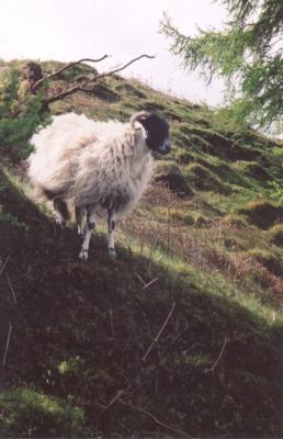 Sheep at Tarn Hows