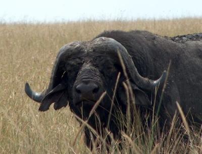 African Buffalo.jpg