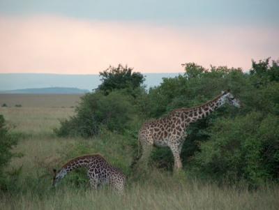 Maasai Giraffes.jpg