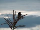 Baglafecht Weaver.jpg