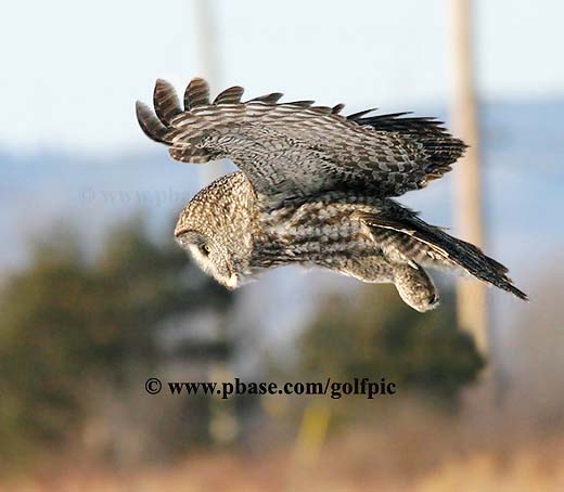 Great Gray Owl