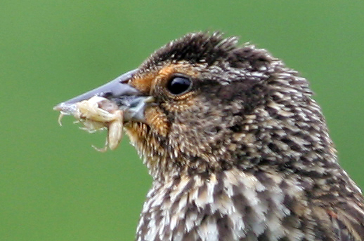 bird20crop.jpg