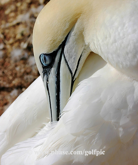 Northern Gannet