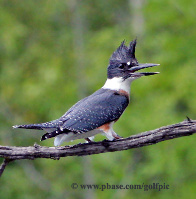 Belted Kingfisher - Female